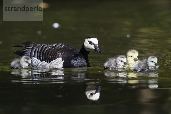 Deutschland  Bayern  Nonnengans mit im Wasser schwimmenden Küken