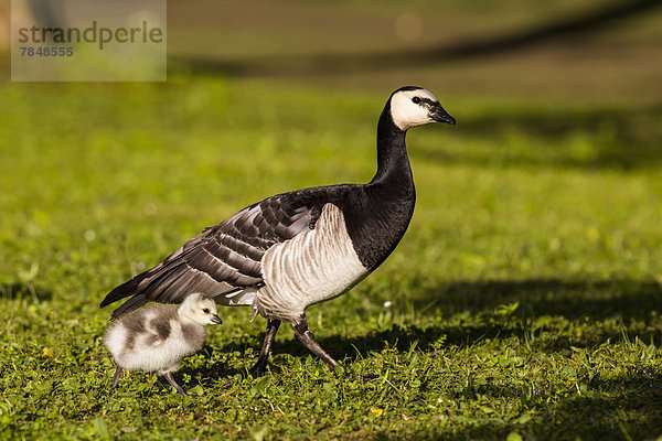 Deutschland  Bayern  Nonnengans mit Küken auf Gras