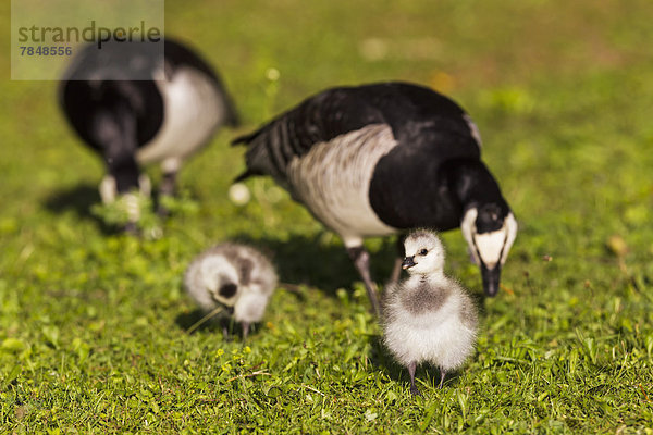 Deutschland  Bayern  Nonnengänse mit Küken auf Gras