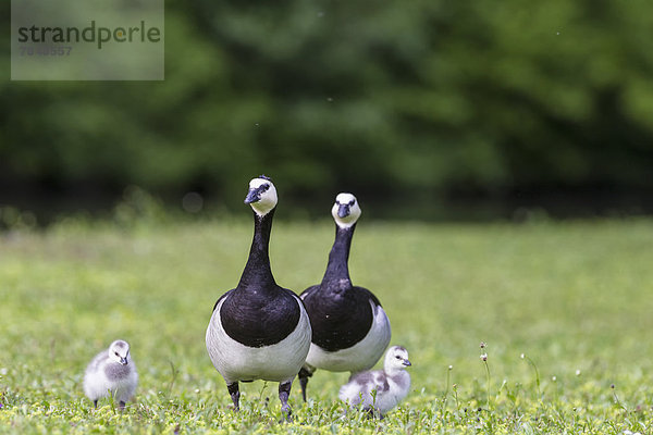 Deutschland  Bayern  Nonnengänse mit Küken auf Gras