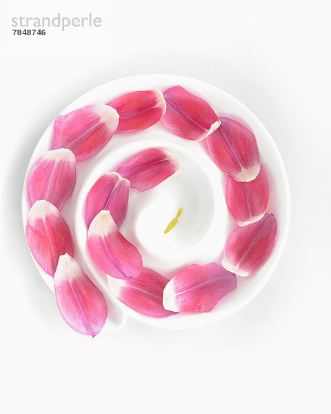 Spiralblätter aus rosa Tulpe mit Staubgefäßen auf weißem Grund  Nahaufnahme
