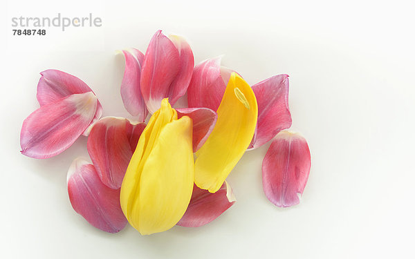 Blütenblätter von rosa und gelben Tulpen auf weißem Grund  Nahaufnahme