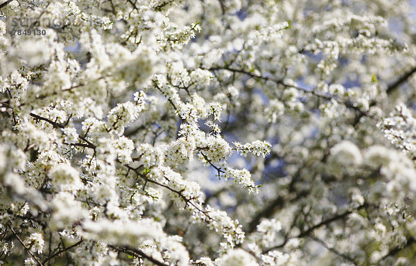 Deutschland  Baumblüte im Frühjahr