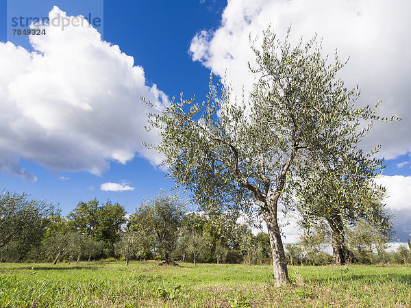 Italien  Olivenbäume