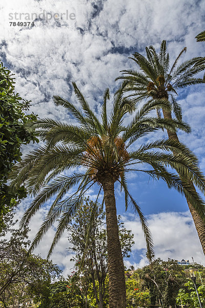 Spanien  Gran Canaria  Datumsansicht Palmen im Garten