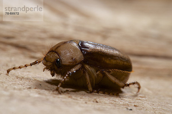 June Beetle  Nahaufnahme