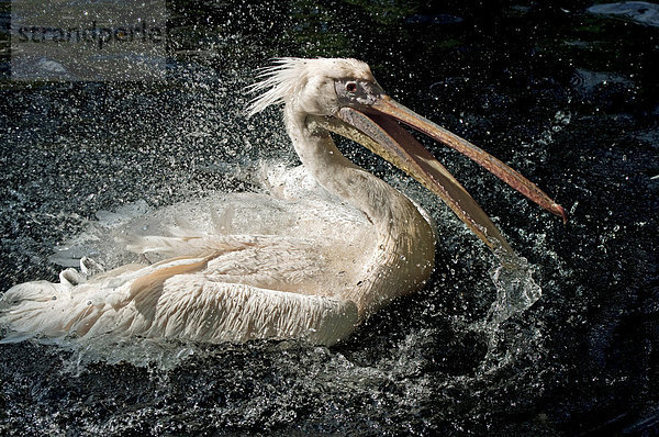 Weißer Pelikan im Wasser schwimmend