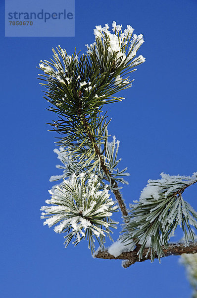 Pinus sylvestris mit Schnee gegen klaren Himmel