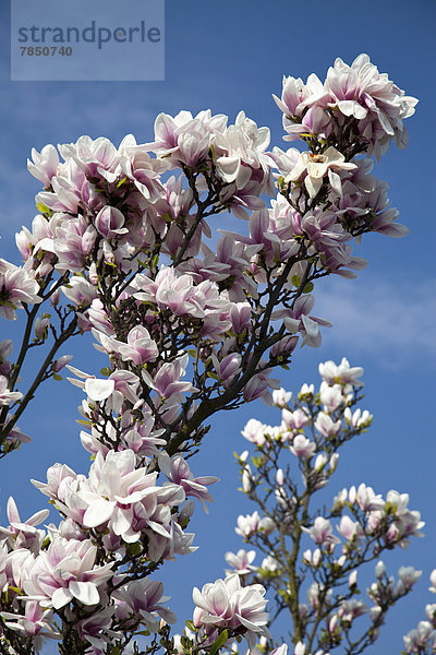 Deutschland  Würzburg  Magnolienblüten im Garten  Nahaufnahme