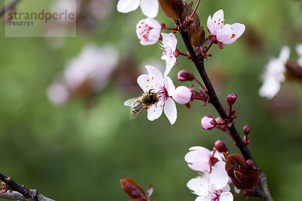 Deutschland  Würzburg  Honigbiene auf Kirschblüte