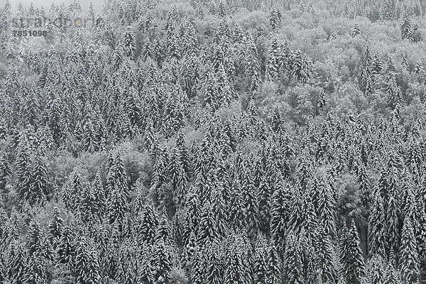 Deutschland  Bayern  Schneebedeckte Bäume bei Garmisch Partenkirchen