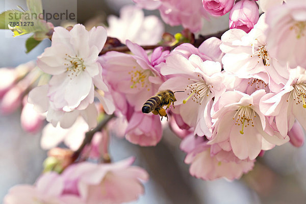 Deutschland  Bayern  Biene auf Kirschblüte  Nahaufnahme