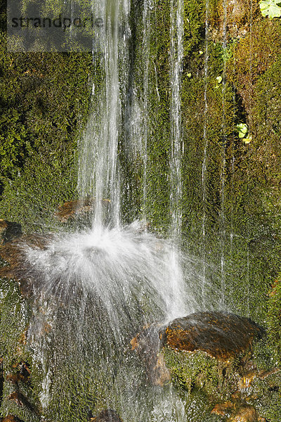 Österreich  Vorarlberg  Wasserfall am Bergbach und Moos im Bregenzerwald