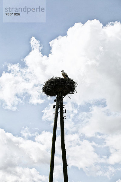 Deutschland  Mecklenburg-Vorpommern  Storchvogel im Vogelnest gegen den Himmel