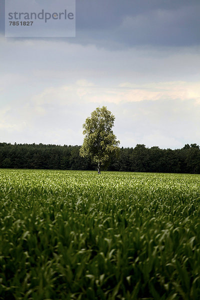 Deutschland  Mecklenburg Vorpommern  Blick auf einen einzelnen Baum zwischen den Feldern