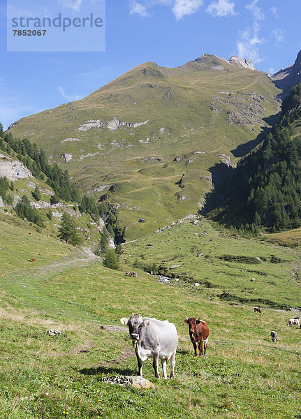 Italien  Blick auf die Pfunderer Berge mit Kühen auf der Wiese