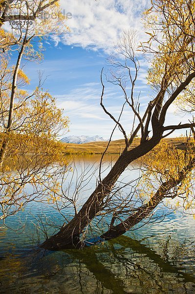 Berg  Baum  Herbst  Pazifischer Ozean  Pazifik  Stiller Ozean  Großer Ozean  neuseeländische Südinsel  bedecken  Neuseeland  Schnee