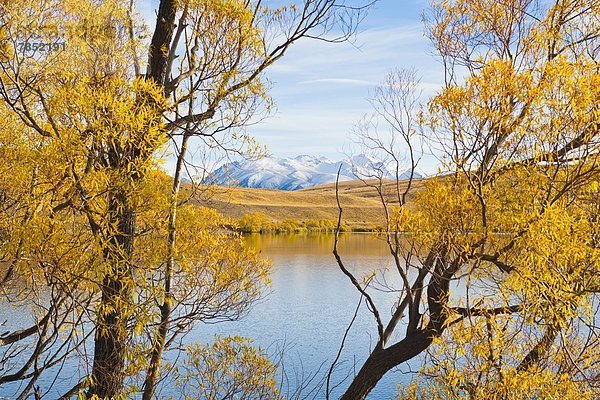 Berg  Baum  Herbst  Pazifischer Ozean  Pazifik  Stiller Ozean  Großer Ozean  neuseeländische Südinsel  bedecken  Neuseeland  Schnee