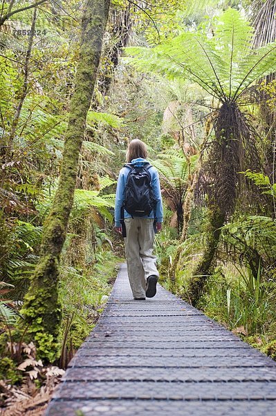 Weg  Wald  Tourist  neuseeländische Südinsel  Neuseeland