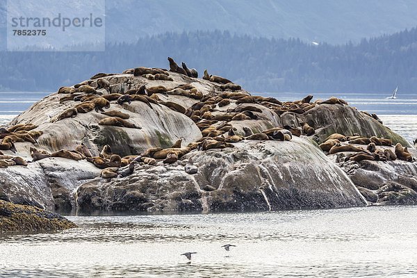 Vereinigte Staaten von Amerika USA Meer Nordamerika Norden Stellersche Seelöwe Eumetopias jubatus Glacier-Bay-Nationalpark