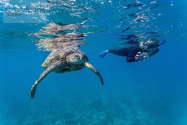 Wasserschildkröte Schildkröte grün Unterwasseraufnahme Pazifischer Ozean Pazifik Stiller Ozean Großer Ozean schnorcheln Schnorchler