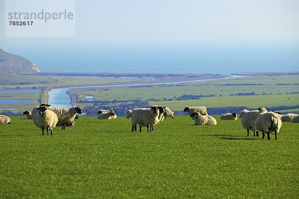 Europa  Großbritannien  Schaf  Ovis aries  Hintergrund  East Sussex  England