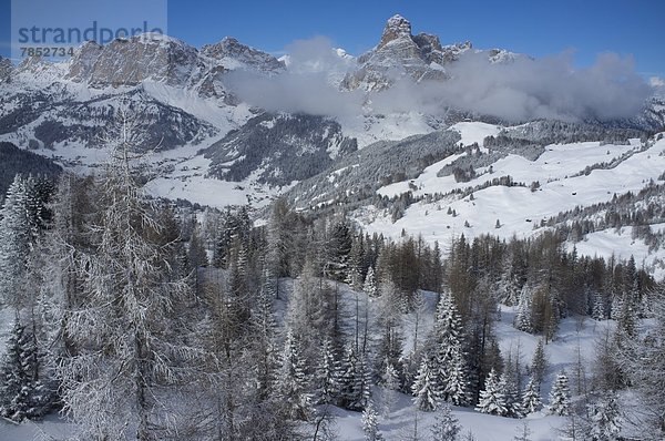 Trentino Südtirol  Europa  Berg  bedecken  Baum  über  Urlaub  Ski  Kiefer  Pinus sylvestris  Kiefern  Föhren  Pinie  Ansicht  Dolomiten  Italien  Schnee