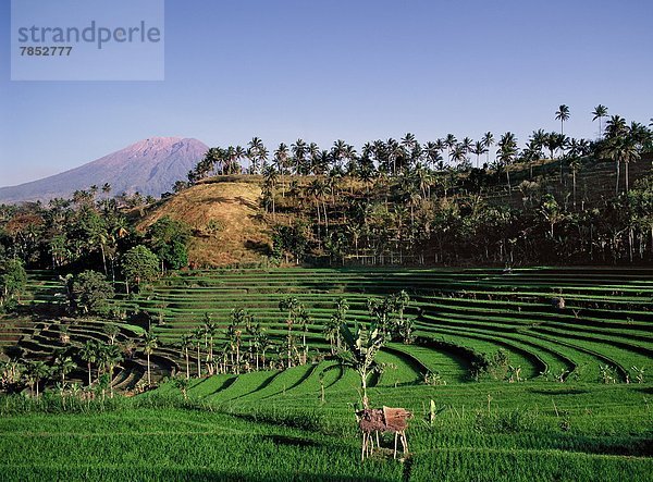 Südostasien  Asien  Indonesien