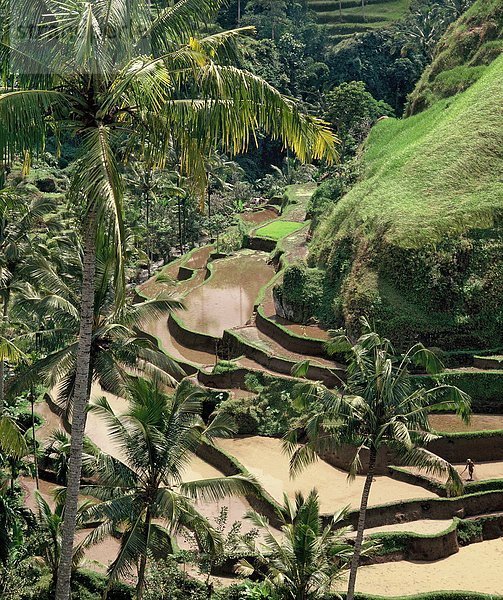 Südostasien  Asien  Indonesien