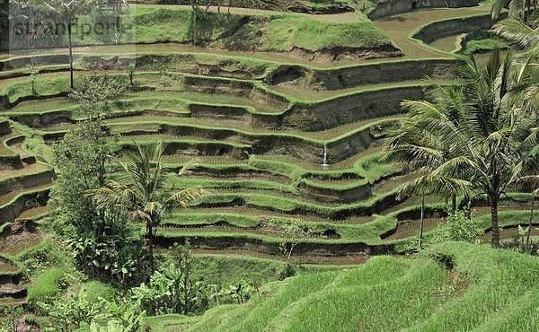 Südostasien  Asien  Indonesien