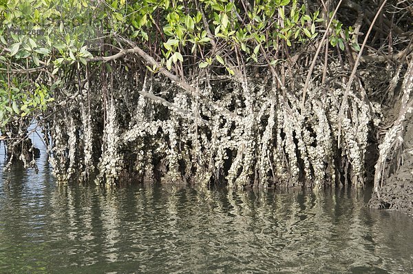 Westafrika  hoch  oben  Wachstum  Wurzel  Sumpf  Auster  Afrika  Gambia  Mangrove