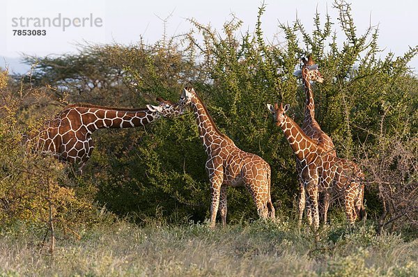 Ostafrika  Afrika  Kenia