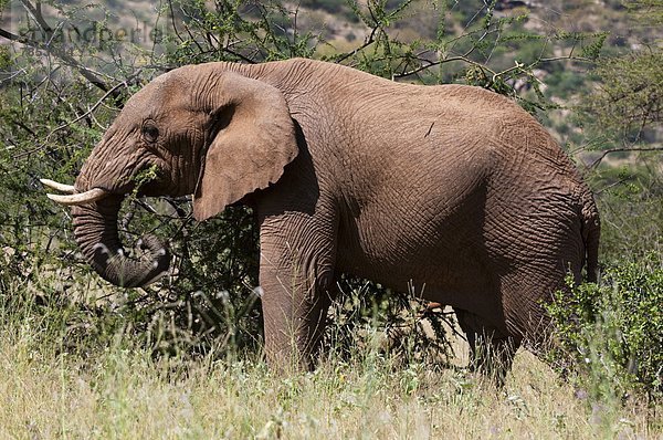 Ostafrika  Afrika  Kenia