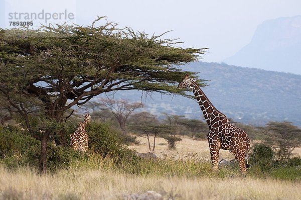 Ostafrika  Afrika  Kenia