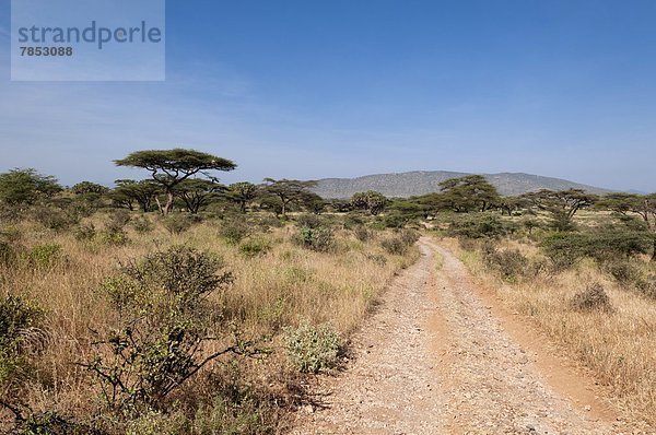 Samburu National Reserve  Kenia  Ostafrika  Afrika