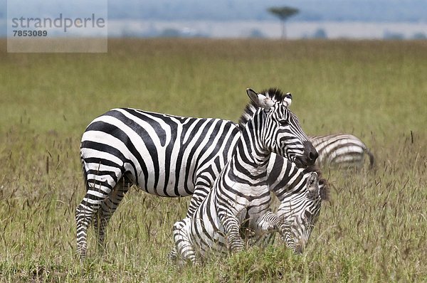 Ostafrika Masai Mara National Reserve Afrika Kenia