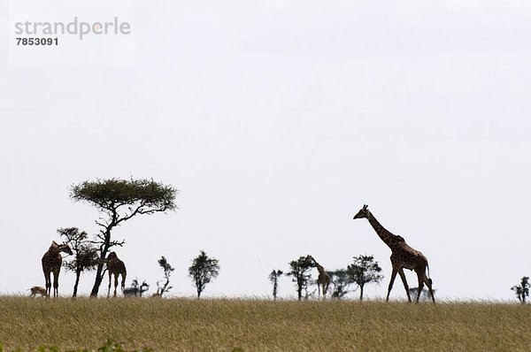 Ostafrika  Masai Mara National Reserve  Afrika  Kenia