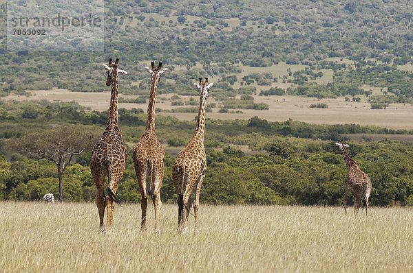 Ostafrika  Masai Mara National Reserve  Afrika  Kenia