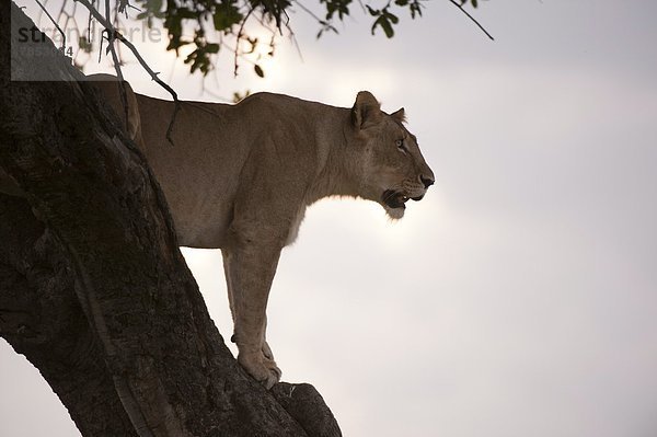 Ostafrika  Raubkatze  Löwe  Panthera leo  Baum  Masai Mara National Reserve  Akazie  Afrika  Kenia  Löwe - Sternzeichen