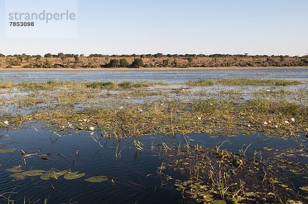 Chobe River  Chobe Nationalpark  Botswana  Afrika