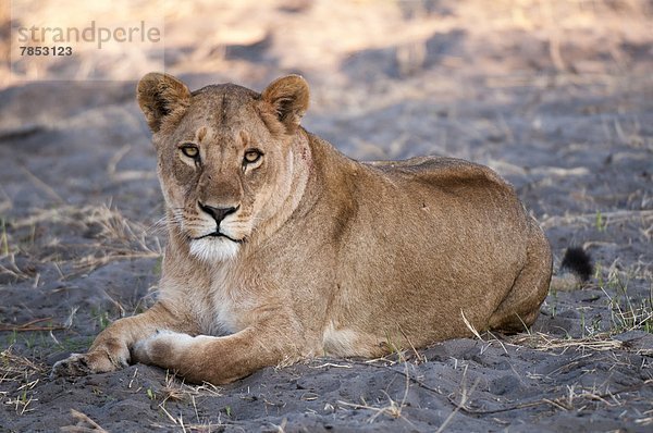 Afrika  Botswana  Okavangodelta