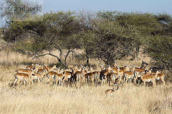 Afrika  Botswana  Okavangodelta