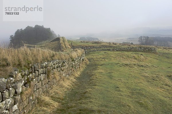 Europa Großbritannien Holz nähern Ansicht UNESCO-Welterbe England