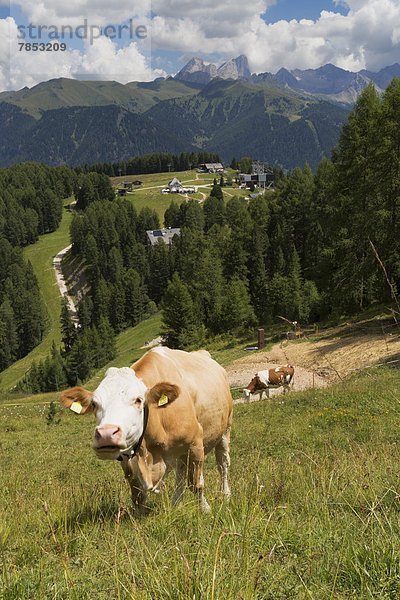 Hausrind  Hausrinder  Kuh  nahe  Europa  Berg  Dolomiten  Trentino Südtirol  Canazei  grasen  Italien