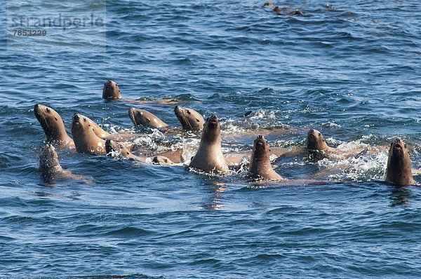 Seelöwe Außenaufnahme Nordamerika Stellersche Seelöwe Eumetopias jubatus British Columbia Kanada Prinz