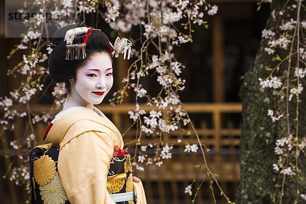 Pose  Baum  Kirsche  Blüte  Natürlichkeit  Asien  Geisha  Japan  Kyoto  Viertel Menge