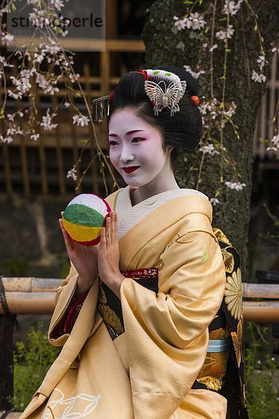 Pose  Baum  Kirsche  Blüte  Natürlichkeit  Asien  Geisha  Japan  Kyoto  Viertel Menge