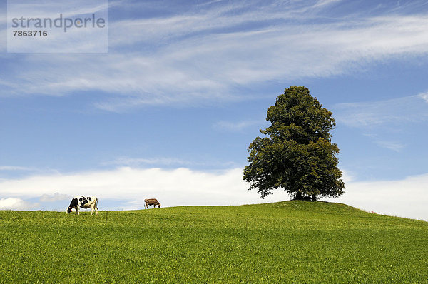 Buche und Kühe auf einer Wiese  Allgäu  Bayern  Deutschland