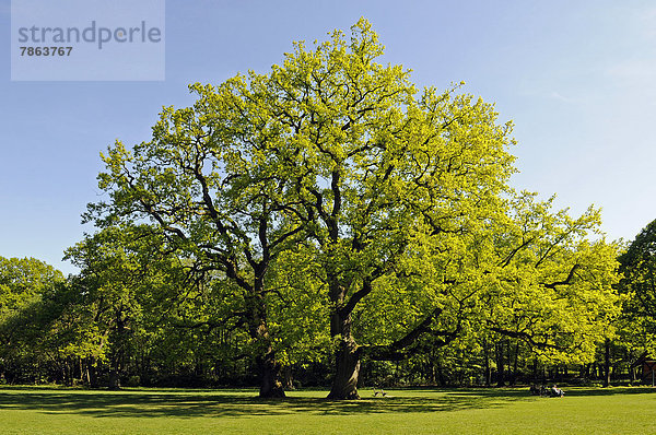 Eichen im Frühling in einem Park  Hamburg  Deutschland