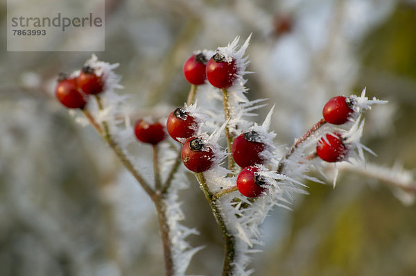 Rote Beeren an gefrorenem Strauch  Gloucestershire  England  Großbritannien